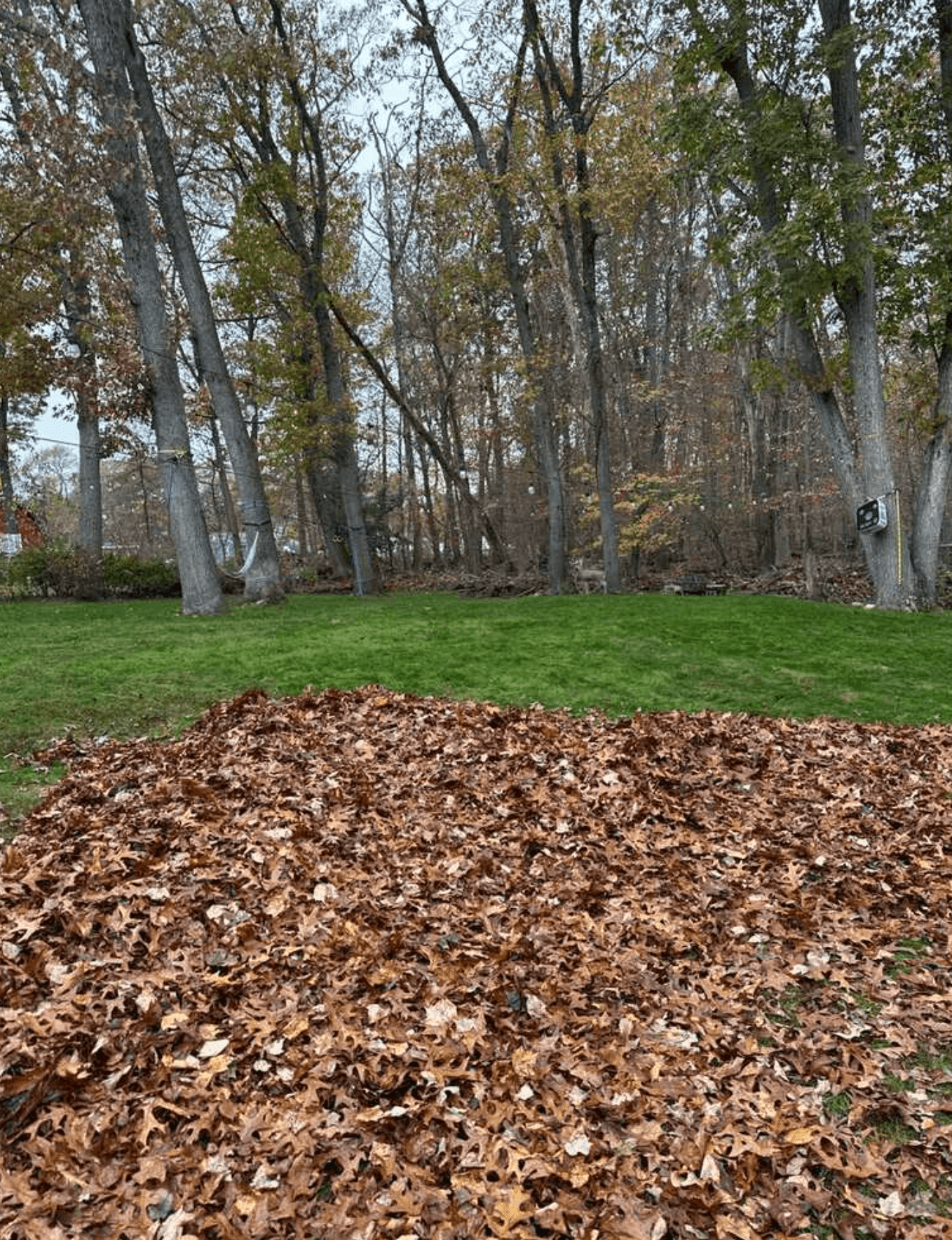 Leaf Removal