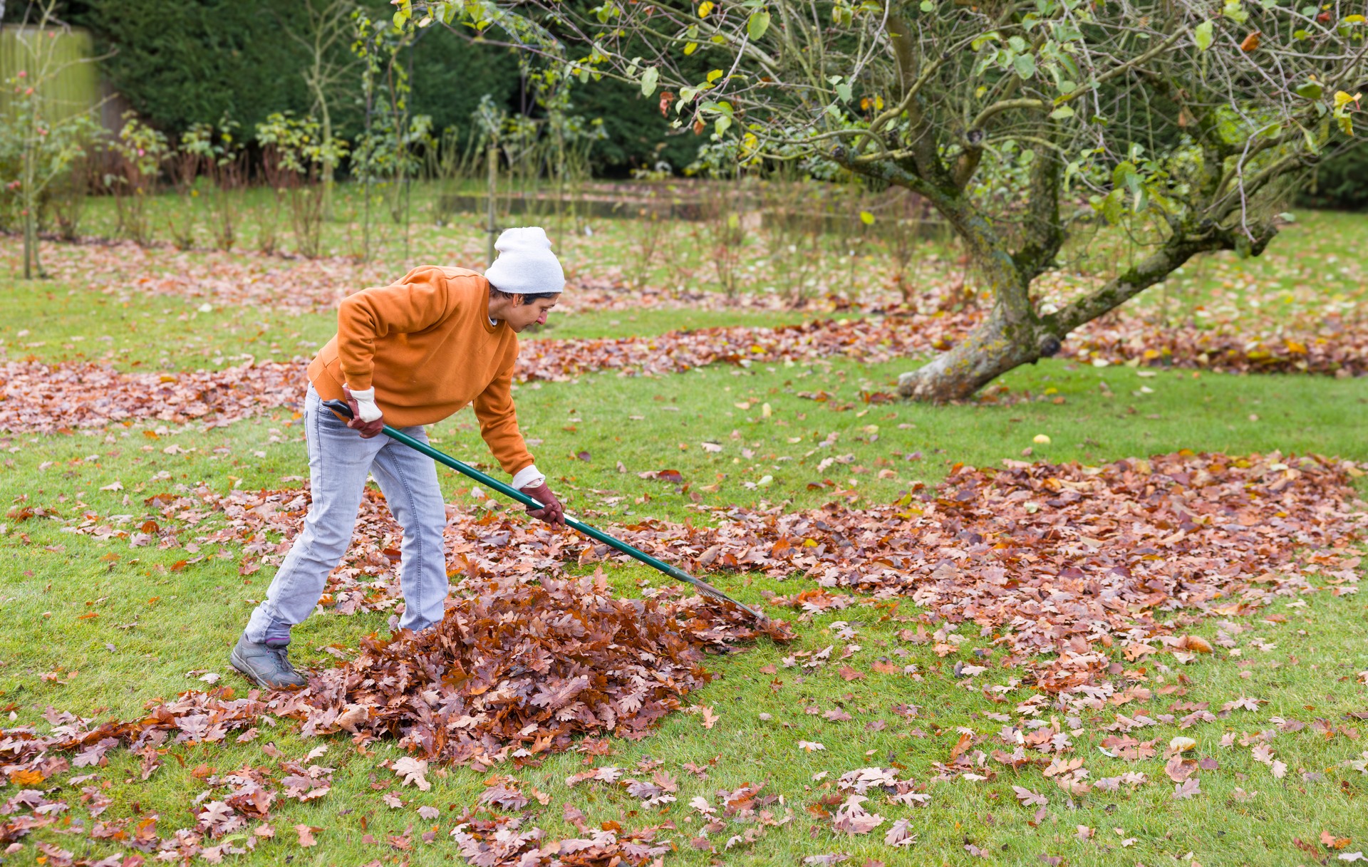 Indian woman raking leaves on grass in English garden, autumn UK