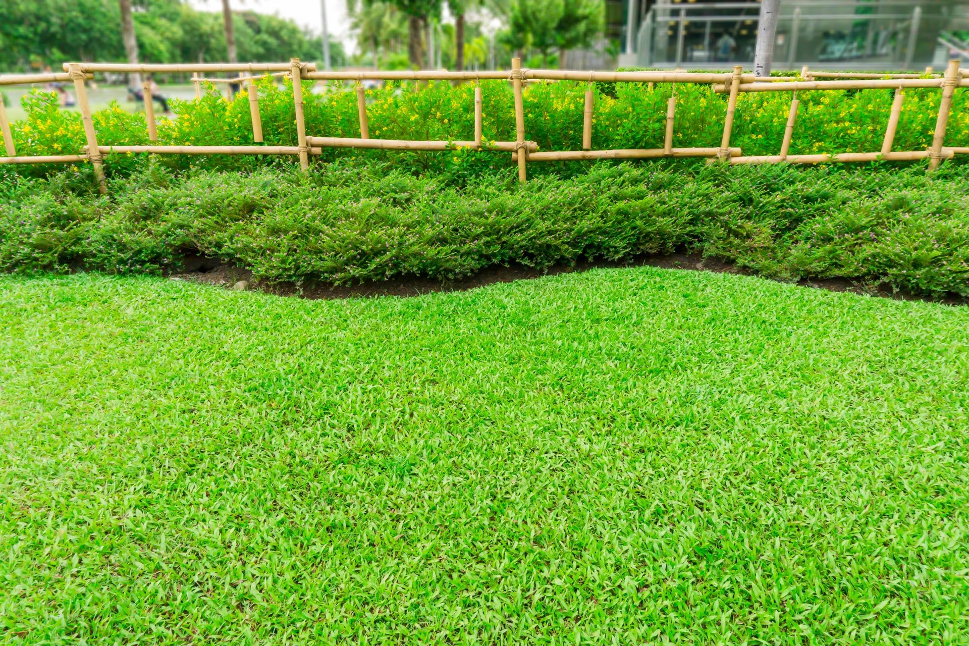 Fresh green carpet grass yard, smooth lawn, shrubs and bamboo fence in a good care garden